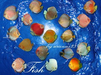 Fish
