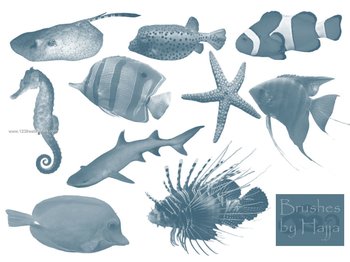 Fish – Starfish and Seahorse