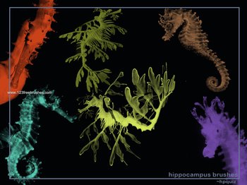 Hippocampus Seahorse