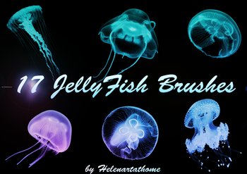 Jellyfish