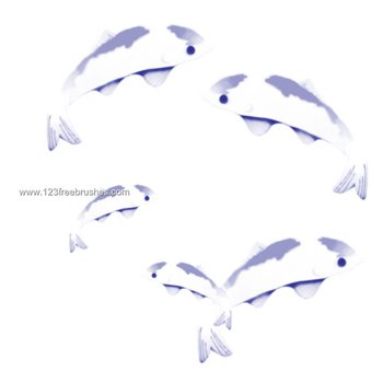 Koi