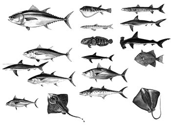 Saltwater Fish
