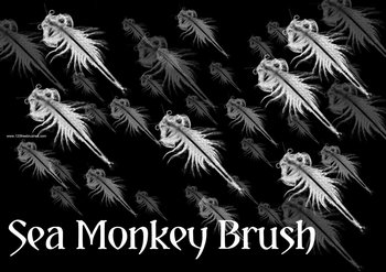 Sea Monkey