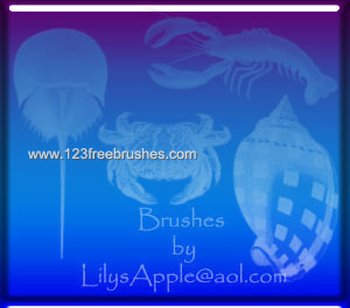 Sea Shells