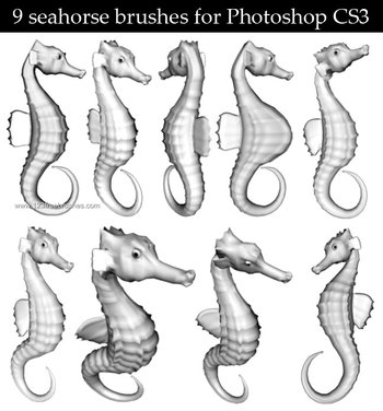 Seahorse