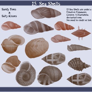 Seashell