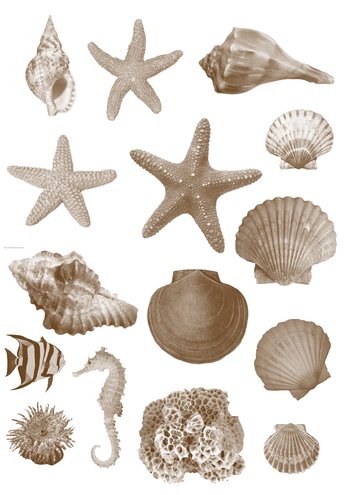 Seashell