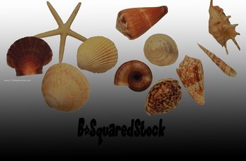 Seashell