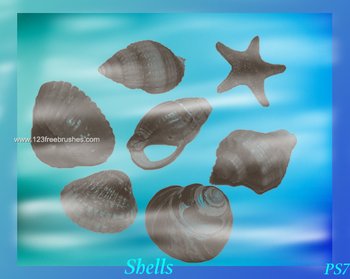 Seashell