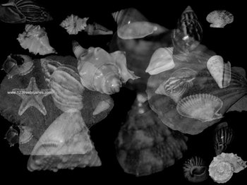 Seashell