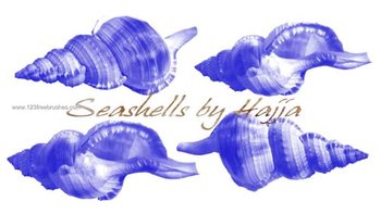 Seashell