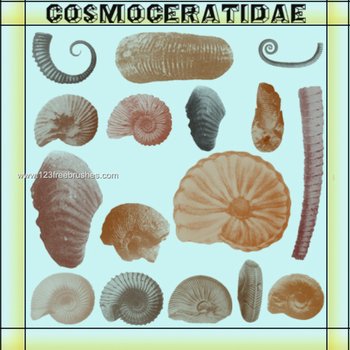 Seashells