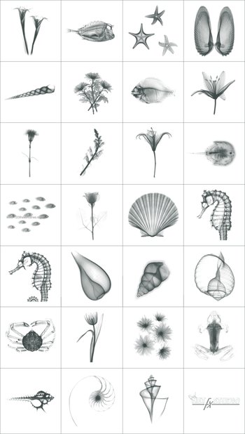 Shell and Starfish