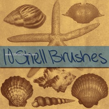 Shell