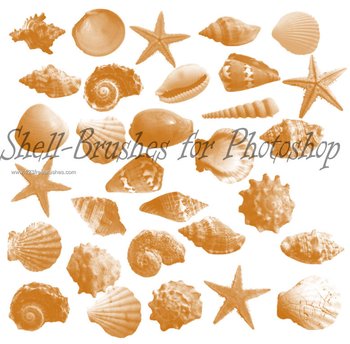 Shell