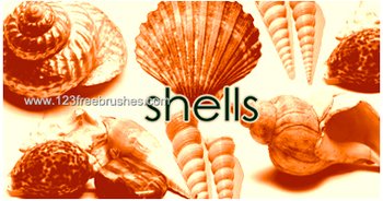 Shell