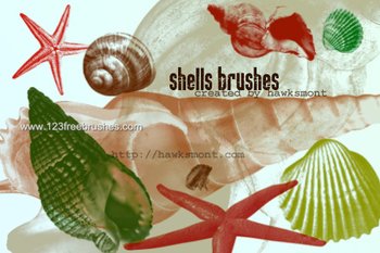 Shell