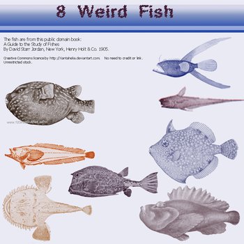 Weird Fish