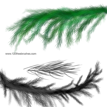 Christmas Fir Branches