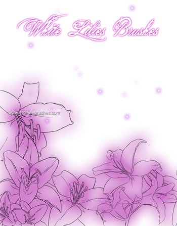 Lily Flowers