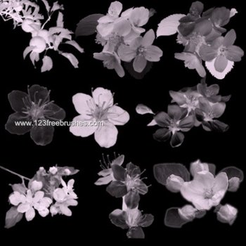 Apple Blossoms