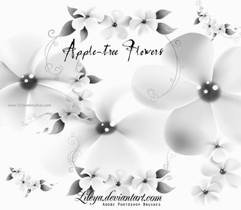 Apple Tree Flowers