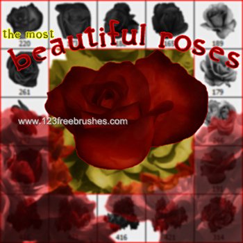 Beautiful Roses