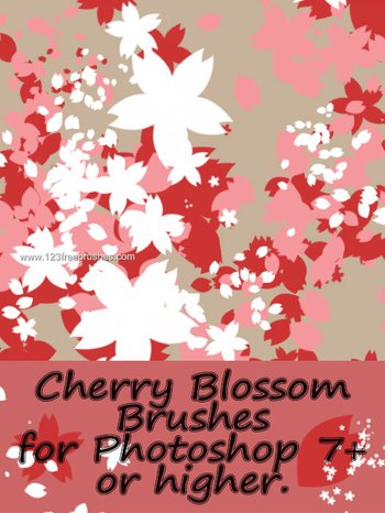 Cherry Blossom