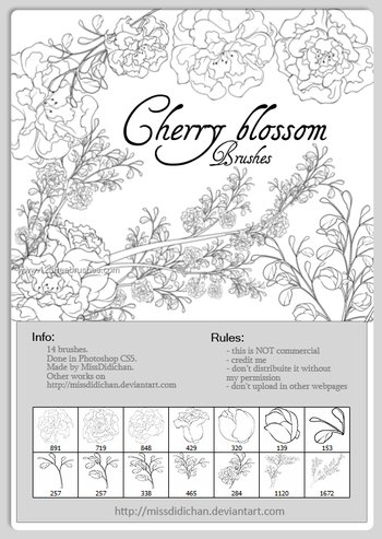 Cherry Blossom