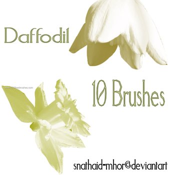 Daffodil