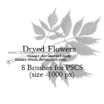 Dried Flowers