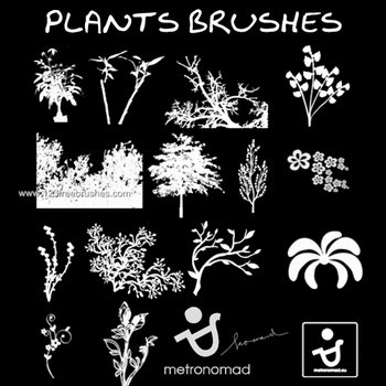 Flower and Plant