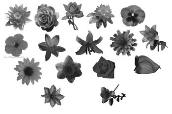 Flower Brushes Cs