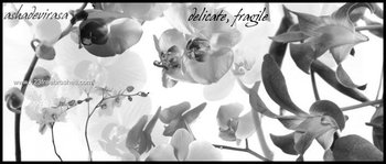 Flower Ornaments Brushes