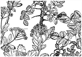 Flower Ornaments Brushes Photoshop