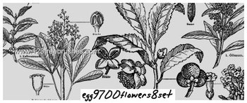 Floral Ornaments Brushes Photoshop Free Download