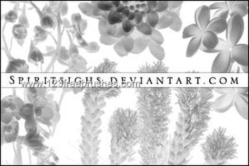 Flower Brushes Photoshop 7