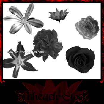 Floral Brushes For Photoshop Cs4