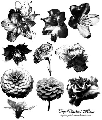 Flower Brushes Photoshop Free