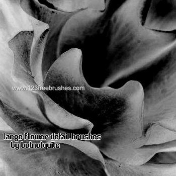 Flower Brushes Photoshop