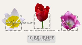 Cs3 Floral Brushes