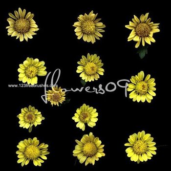 Floral Brushes Download