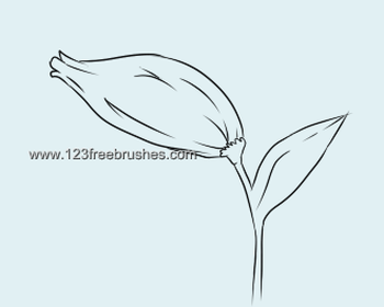 Floral Design Brushes For Photoshop Free Download
