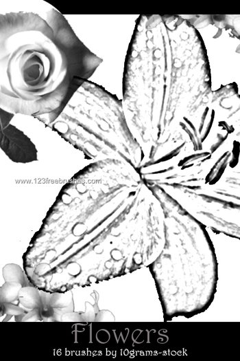 Flower Brushes Adobe