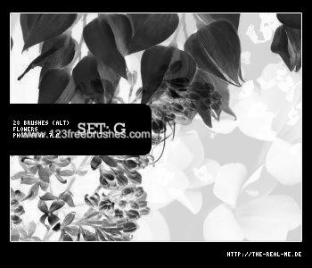 Flower Brushes Cs2