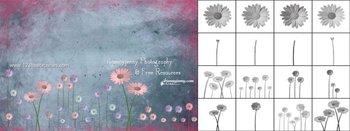 Natural Flower Brushes