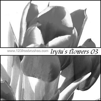 Photoshop 7 Flower Brushes