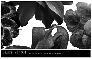 Flower Brushes Cs6