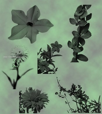 Flowers and Borders