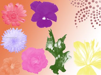 Flowers N Fairies